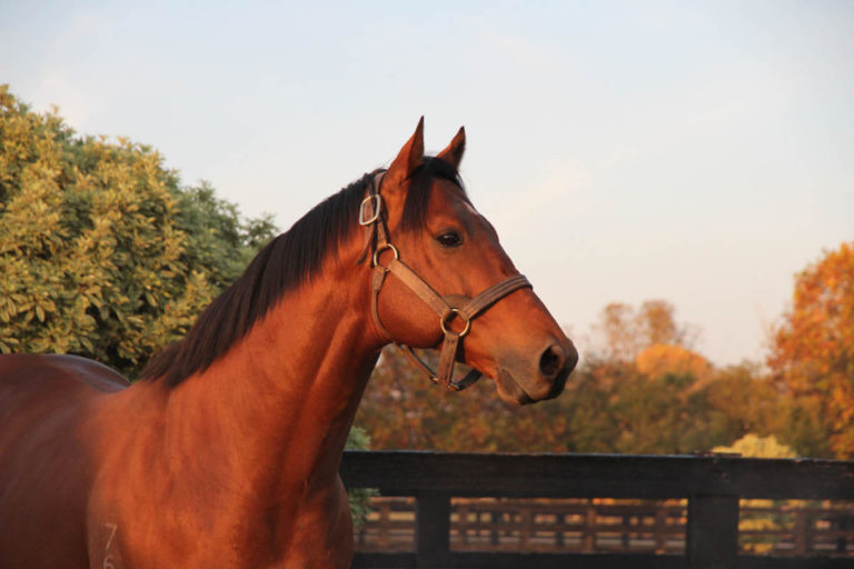 HTMA (Hair Tissue Mineral Analysis) Equines True Health Trust